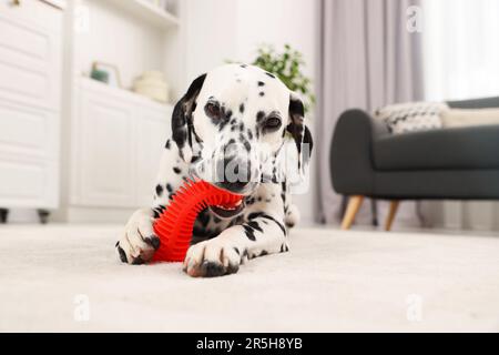 Adorable chien dalmatien jouant avec le jouet à l'intérieur Banque D'Images