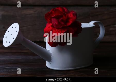 Belle fleur rouge en arrosoir sur table en bois Banque D'Images