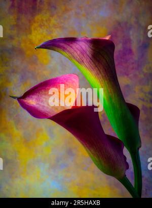 Violet Vert paire de Calla Lilies Still Life Banque D'Images