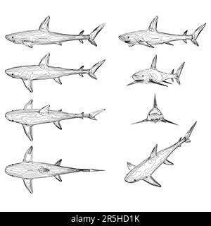 Définir les contours d'un requin dans différentes positions par rapport aux lignes noires isolées sur un fond blanc. Illustration vectorielle. Illustration de Vecteur