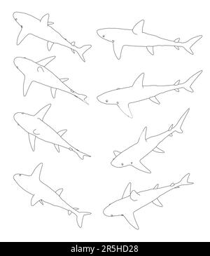 Définir les contours d'un requin dans différentes positions par rapport aux lignes noires isolées sur un fond blanc. Vue isométrique. Illustration vectorielle. Illustration de Vecteur