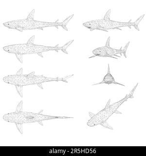 Défini avec un élément filaire d'un requin dans différentes positions des lignes noires isolées sur un fond blanc. 3D. Illustration vectorielle. Illustration de Vecteur