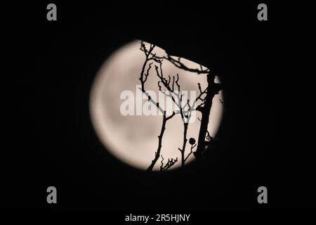 Londres, Royaume-Uni. 04th juin 2023. Une pleine lune également connue sous le nom de la Strawberry Moon de juin s'élève au-dessus de Twickenham. Crédit : SOPA Images Limited/Alamy Live News Banque D'Images