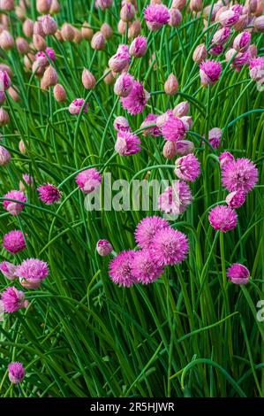 Ciboulette fleurie (Allium schoenoprasum). Fleurs violettes sur tiges. Jardin botanique de la Nouvelle-Angleterre à Tower Hill, Boylston, Massachusetts Banque D'Images