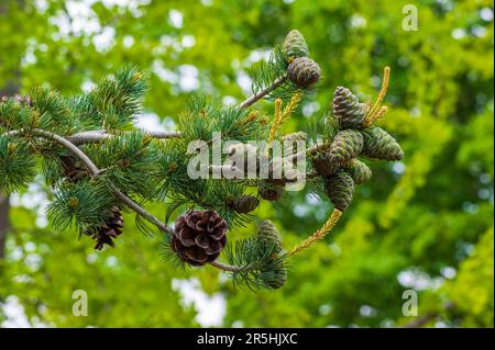 Pin japonais – gros plan d’une branche avec des cônes en développement et matures. Jardin botanique de la Nouvelle-Angleterre à Tower Hill, Boylston, Massachusetts Banque D'Images