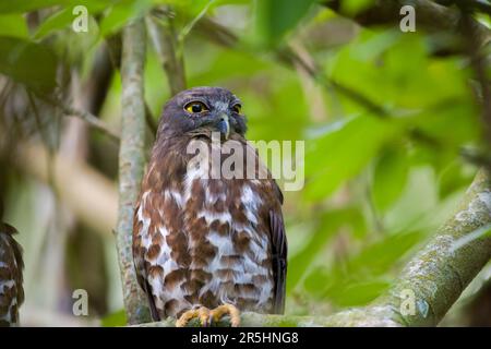 Photo portrait en gros plan de la chouette de l'album marron. Roosting sur une branche d'arbre. Banque D'Images