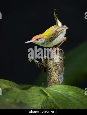 Belle photo de portrait de femme en gros plan d'oiseau de tailleur, arrière-plan sombre, joli oiseau tailleur lumineux. Banque D'Images