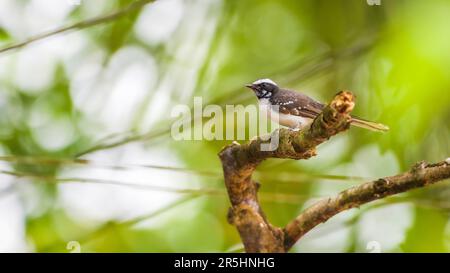 Photo de perchoir en fantail brun blanc (Rhipidura aureola). Banque D'Images