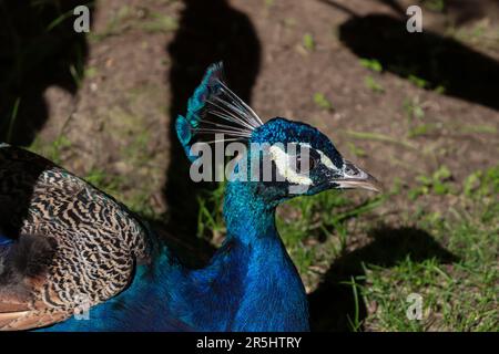 Image fermée de paon bleu majestueux dans la nature reposant Banque D'Images