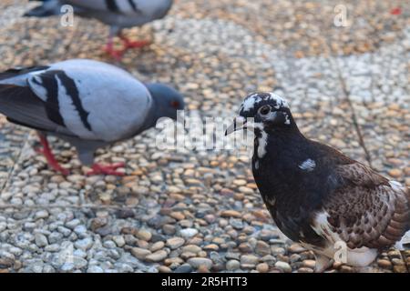 Pigeons sur le plancher d'un parc à la recherche d'aliments et de graines Banque D'Images