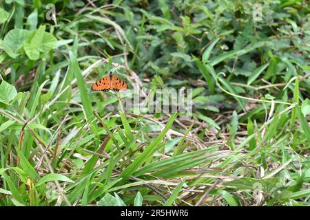 Côté supérieur vue dorsale d'un papillon de couleur orange coster Tawny (Acraea Terpsicore) perché sur une pointe de feuille d'herbe avec la zone herbacée environnante Banque D'Images