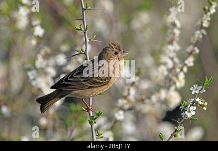 Rosefinch, jeune homme assis parmi des fleurs blanches Banque D'Images