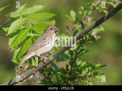 Femelle Rosefinch assis dans un arbre Banque D'Images