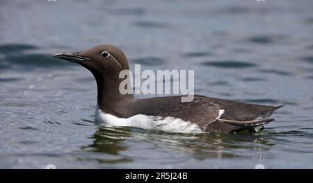 Murmure commune, guillemot à bridé, nageant dans la mer Baltique Banque D'Images