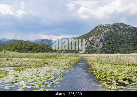 Un canal vu entre les milliers de lilas d'eau approchant le lac Skadar au Monténégro. Banque D'Images