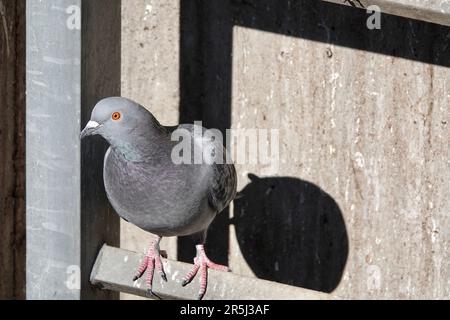 Pigeon se repose sur une échelle par temps ensoleillé. Mur en béton en arrière-plan. Pigeon regardant directement dans la caméra. Banque D'Images