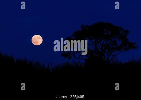 Pleine lune au crépuscule dans la campagne. Banque D'Images