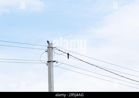 un magpie est placé haut sur une ligne de puissance. Les oiseaux créent un danger avec l'électricité Banque D'Images