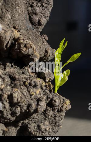 A nouvelles feuilles poussant à partir d'une vieille écorce d'arbre Banque D'Images