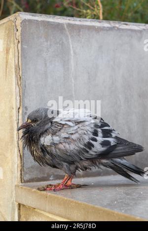 Une photo fermée de Grey Pigeon sur le sol avec des plumes désordonnées. Banque D'Images