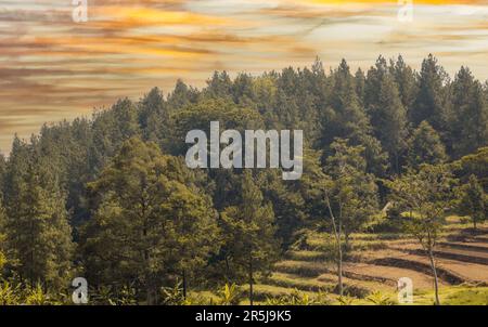 Tandis que le soleil se couche sur les paysages enchanteurs de l'Indonésie, plongez-vous dans la beauté captivante d'une ferme tropicale et d'une forêt luxuriante. Assistez à la vib Banque D'Images