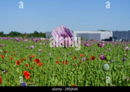 « Un champ vibrant de coquelicots rouges et roses, se balançant doucement dans la brise sous un ciel bleu clair, rayonne l’essence du printemps. Banque D'Images