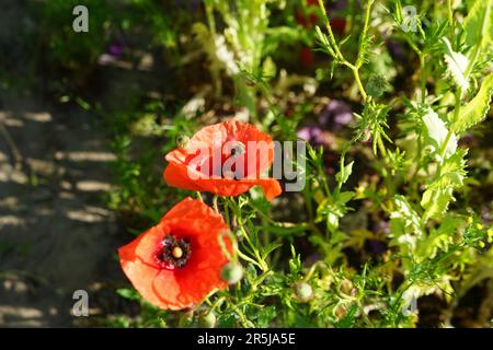 « Un champ vibrant de coquelicots rouges et roses, se balançant doucement dans la brise sous un ciel bleu clair, rayonne l’essence du printemps. Banque D'Images