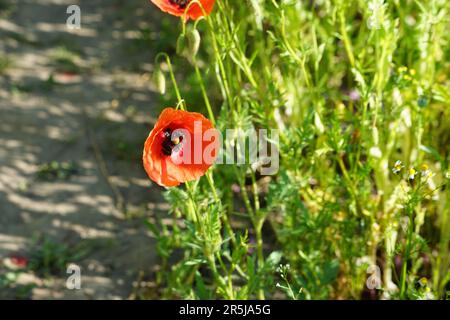 « Un champ vibrant de coquelicots rouges et roses, se balançant doucement dans la brise sous un ciel bleu clair, rayonne l’essence du printemps. Banque D'Images