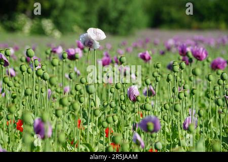 « Un champ vibrant de coquelicots rouges et roses, se balançant doucement dans la brise sous un ciel bleu clair, rayonne l’essence du printemps. Banque D'Images