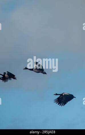 Magpie Geese, Hastie Swamp, Nth Queensland, Australie. Banque D'Images