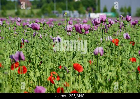 « Un champ vibrant de coquelicots rouges et roses, se balançant doucement dans la brise sous un ciel bleu clair, rayonne l’essence du printemps. Banque D'Images