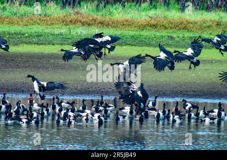 Magpie Geese, Hastie Swamp, Nth Queensland, Australie. Banque D'Images