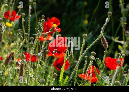 Dorney Reach, Royaume-Uni. 4th juin 2023. Les coquelicots dans un pré sauvage à Dorney Reach. C'était aujourd'hui une journée chaude et ensoleillée dans le Buckinghamshire, car les températures devraient atteindre 21 degrés. Crédit : Maureen McLean/Alay Live News Banque D'Images