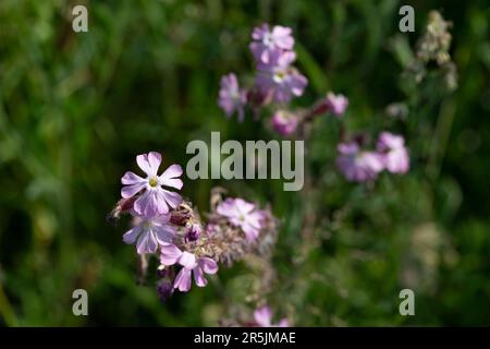 Dorney Reach, Royaume-Uni. 4th juin 2023. Jolies fleurs roses de l'herbe Robert Geranium Robertianum. C'était aujourd'hui une journée chaude et ensoleillée dans le Buckinghamshire, car les températures devraient atteindre 21 degrés. Crédit : Maureen McLean/Alay Live News Banque D'Images