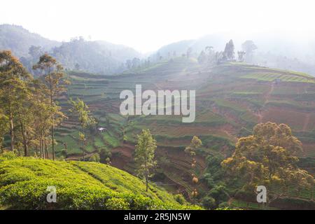 Plantations de légumes cultivées à flanc de colline au Sri Lanka. Beaux paysages ruraux Banque D'Images