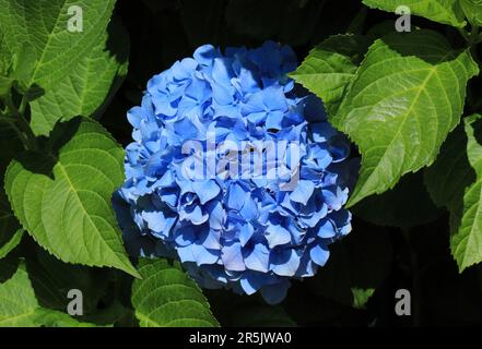 Blue Hydrangea ou Hortensia - Hydrangea macrophylla buisson en fleur, Sintra, Lisbonne Portugal. Printemps. Introduit des îles portugaises des Açores. Banque D'Images