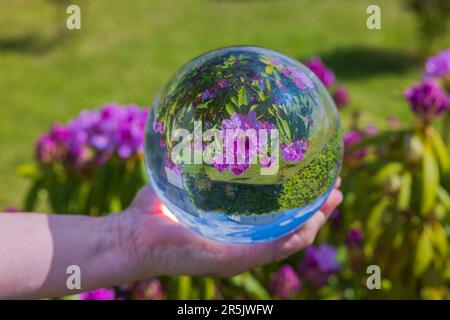 Vue rapprochée de la main tenant une boule de cristal avec image inversée de rhododendron violet en fleur. Suède. Banque D'Images