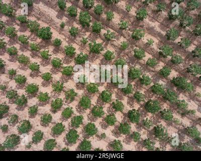 Terres agricoles avec tapioca à Huai Yai à la périphérie de la ville de Pattaya en Thaïlande. Banque D'Images