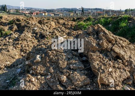 Sol d'un vignoble à Valpolicella, labouré pour planter de nouvelles vignes Banque D'Images