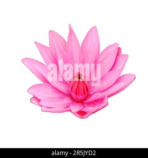 Une fleur de lotus rose en fleurs, gros plan, isolée. Banque D'Images