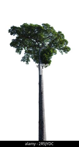 Grand tronc d'arbre mince avec une verrière luxuriante, arbre parfait isolé sur un fond simple. Banque D'Images