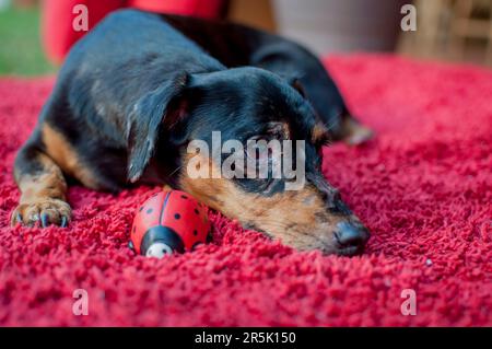 Photo d'un pinscher âgé avec un coccinelle en céramique. Banque D'Images