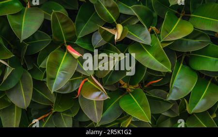 Photo en gros plan des feuilles de figues en caoutchouc vert sélectif sur l'arbre, Ficus elastica est une espèce de plante à fleurs de la famille des Moraceae, NAT Banque D'Images