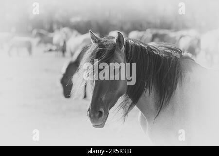 Portrait de cheval en noir et blanc haute clé Banque D'Images