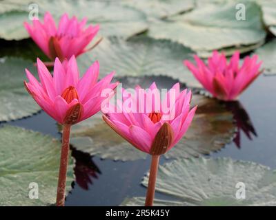 Quatre grandes fleurs de lotus rose, un gros plan. Banque D'Images