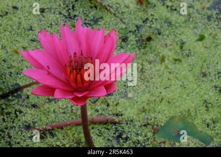 Une fleur de lotus rose, gros plan, fleur d'eau. Banque D'Images