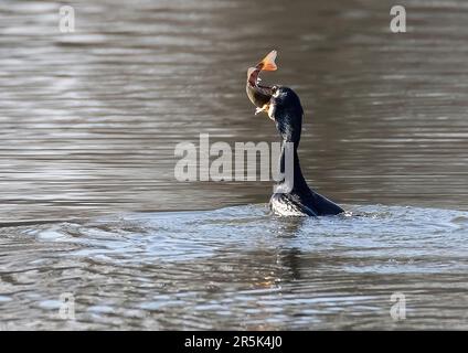 Poisson Cormorant Banque D'Images