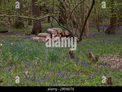 Rondins et cloches dans la forêt au château et jardins de Hever, Kent. Banque D'Images