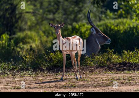 Impala et Waterbock dans la réserve naturelle de Majete, Malawi Banque D'Images