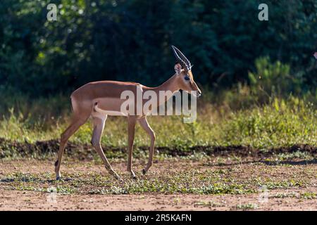 Impala dans la réserve naturelle de Majete, Malawi Banque D'Images